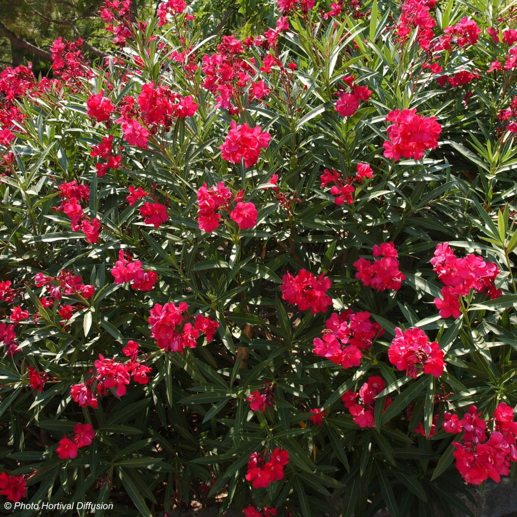 Nerium oleander Double Red - Oleandro
