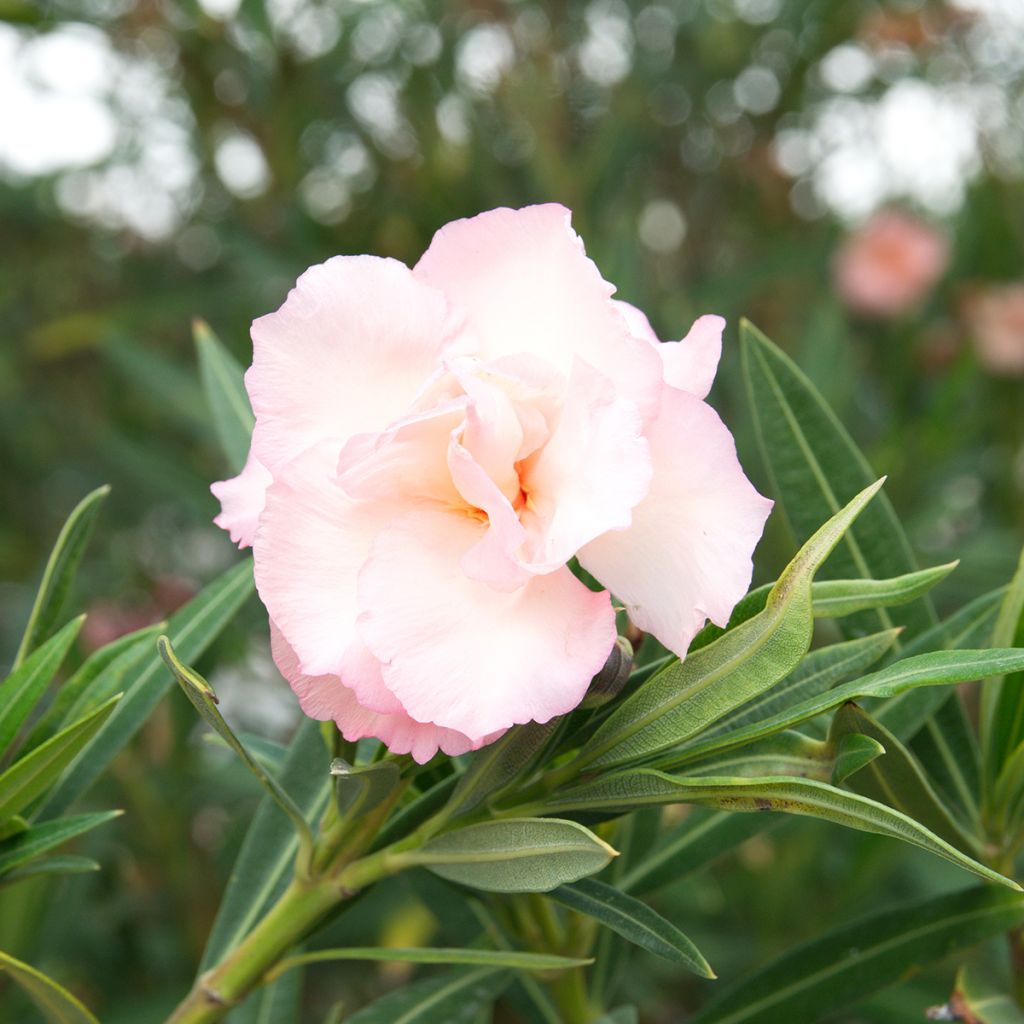 Nerium oleander Provence - Oleandro