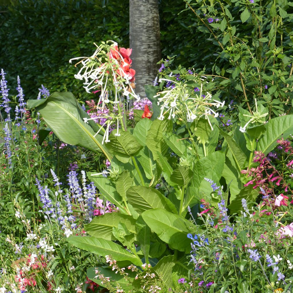 Nicotiana sylvestris - Tabacco silvestre