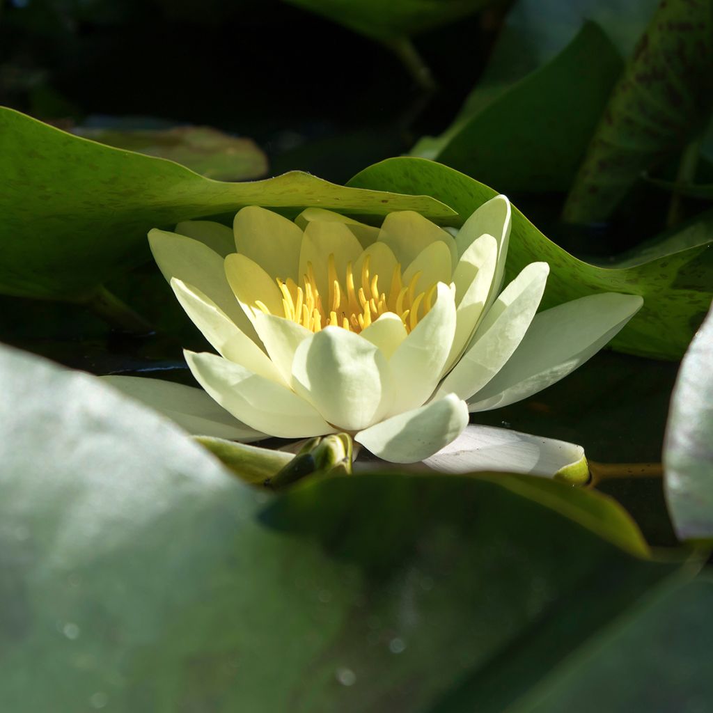 Nymphaea Marliacea Chromatella