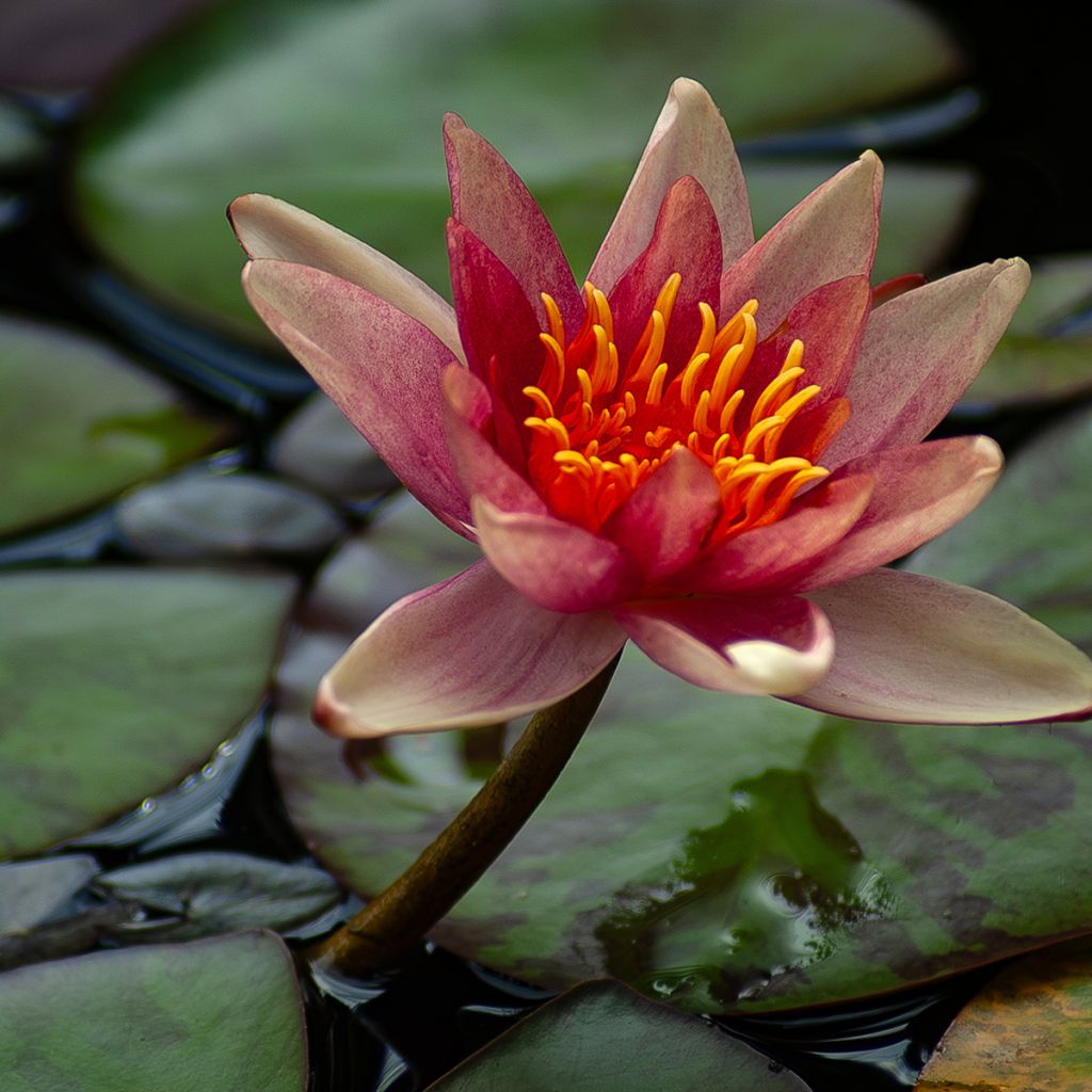 Nymphaea Sioux