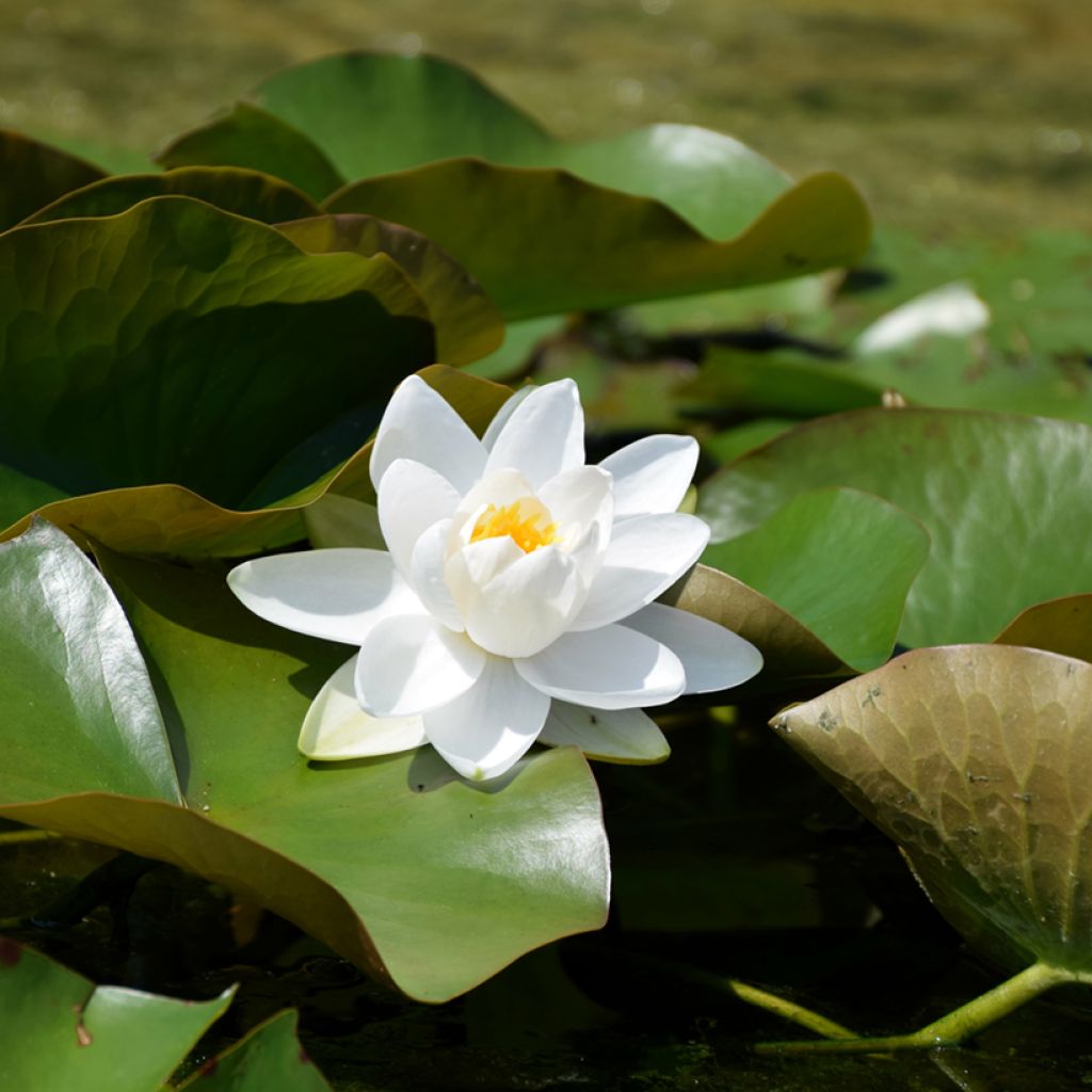 Nymphaea Walter Pagels