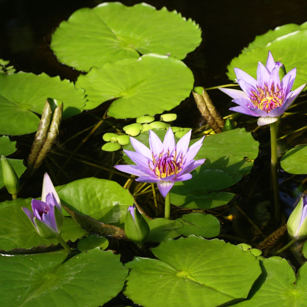 Nymphaea colorata - Ninfea tropicale diurna