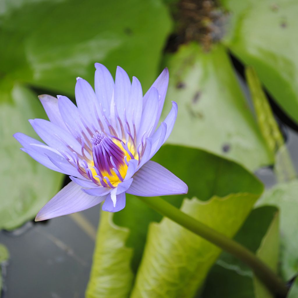Nymphaea colorata - Ninfea tropicale diurna