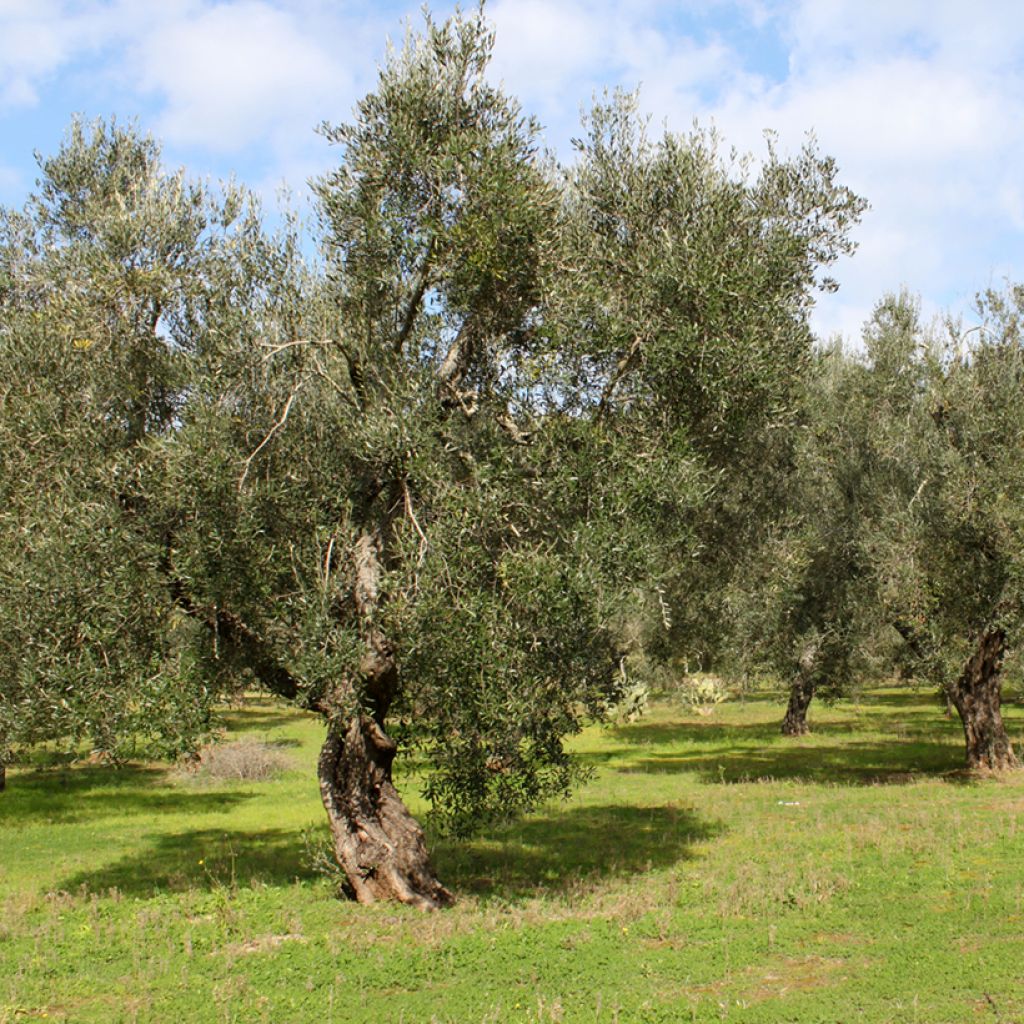 Olivo Frantoio - Olea europaea