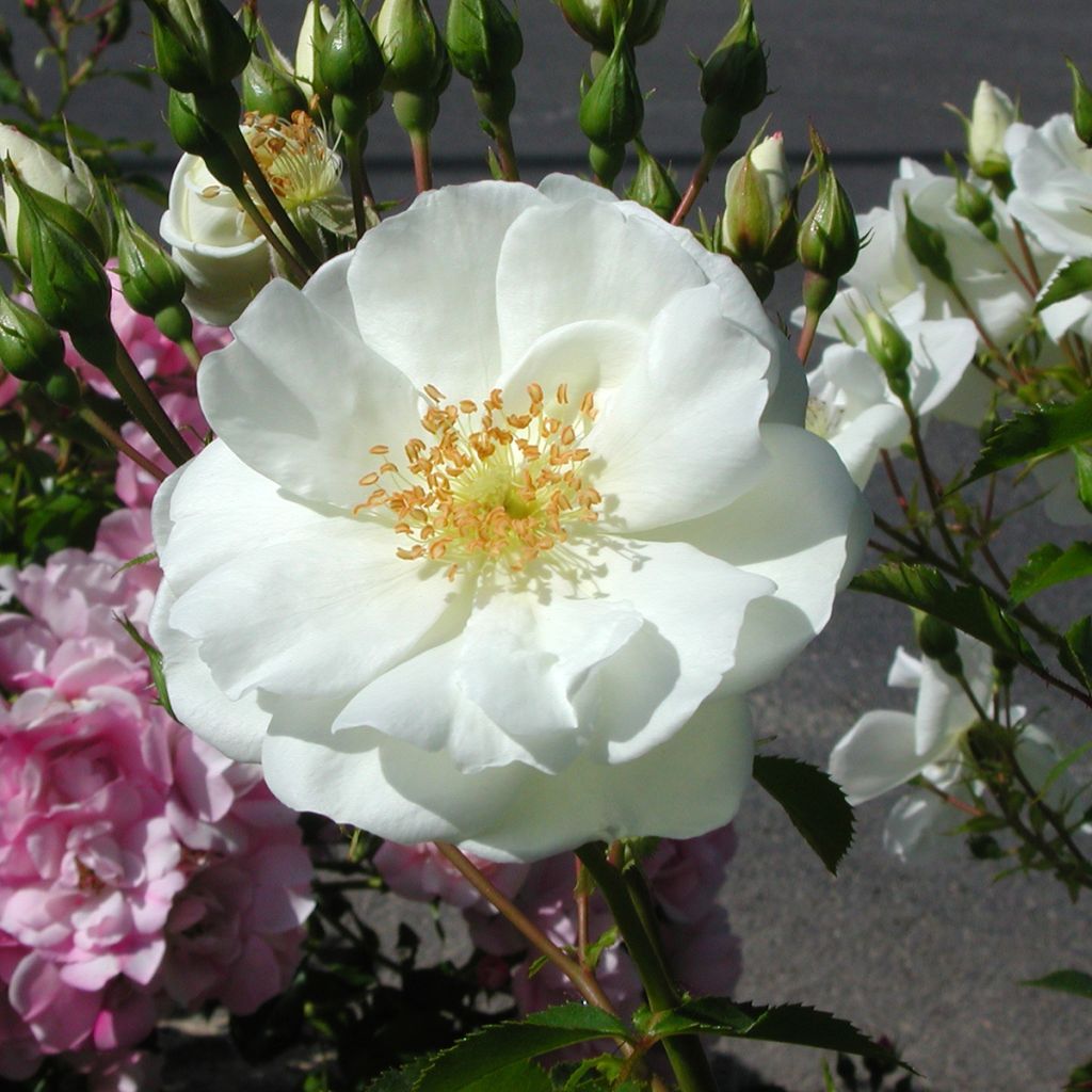 Rosa ad alberello White Flower Carpet (NOAschnee)