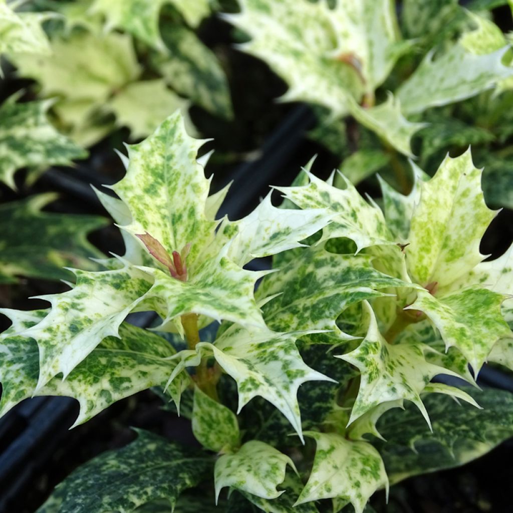 Osmanthus heterophyllus Tricolor - Osmanto