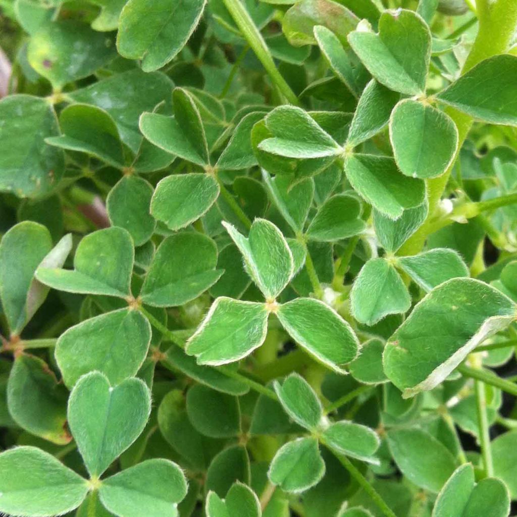 Oxalis tuberosa - Ossalide tuberosa