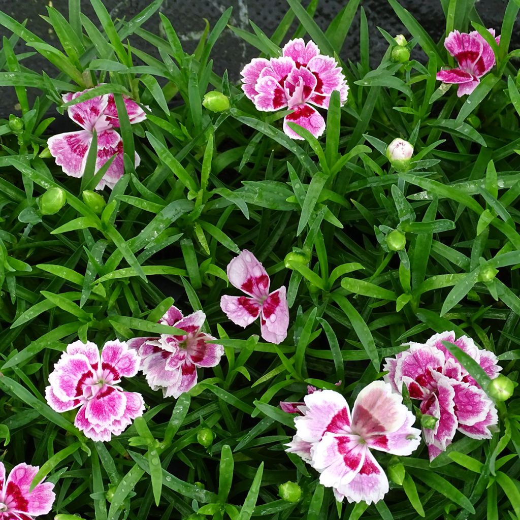 Dianthus barbatus Sunflor Red Esta - Garofano dei poeti