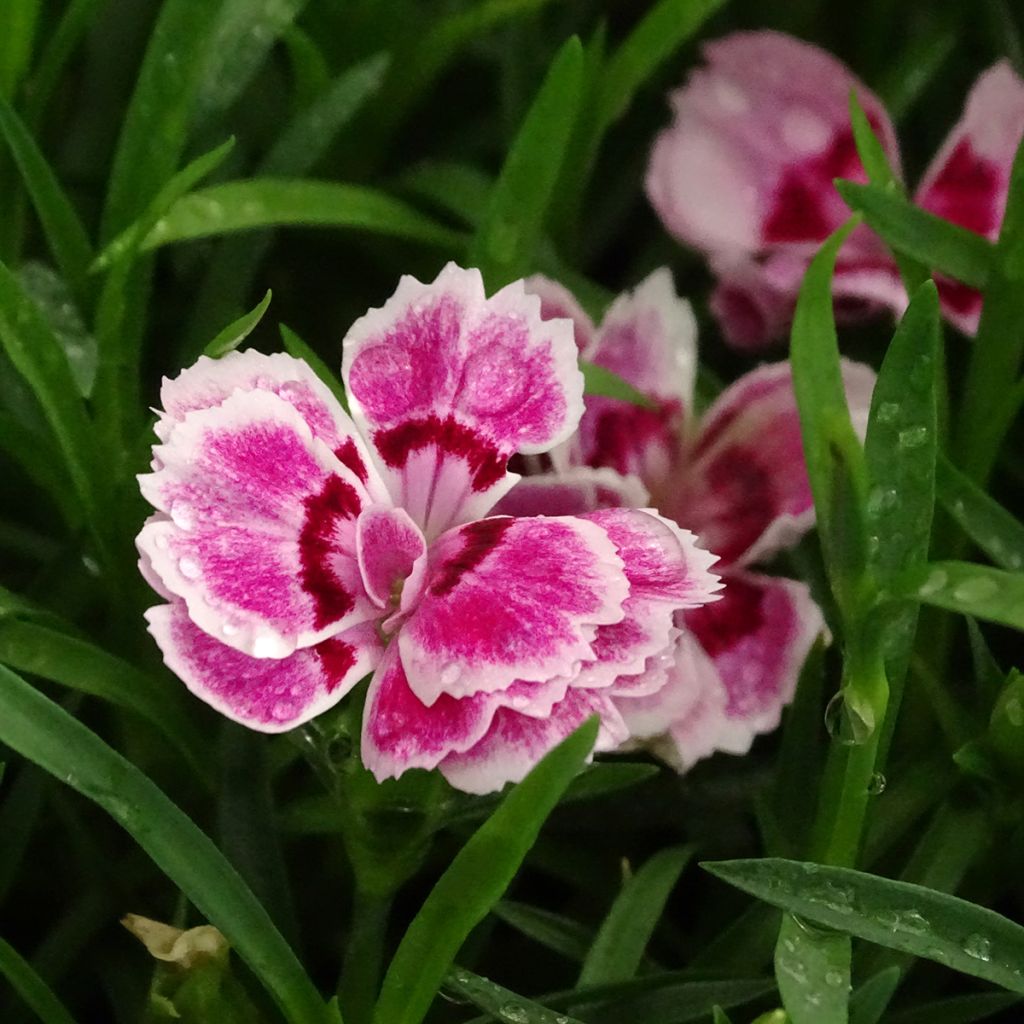 Dianthus barbatus Sunflor Red Esta - Garofano dei poeti