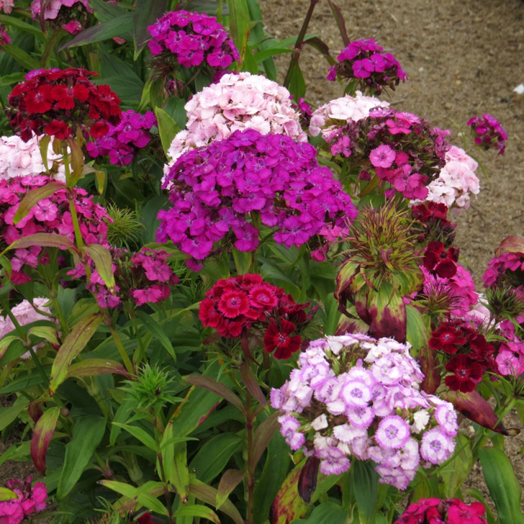 Dianthus barbatus Mix - Garofano dei poeti