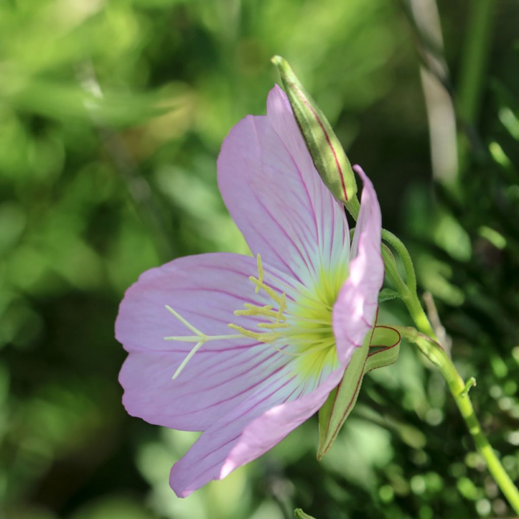Oenothera speciosa Siskiyou