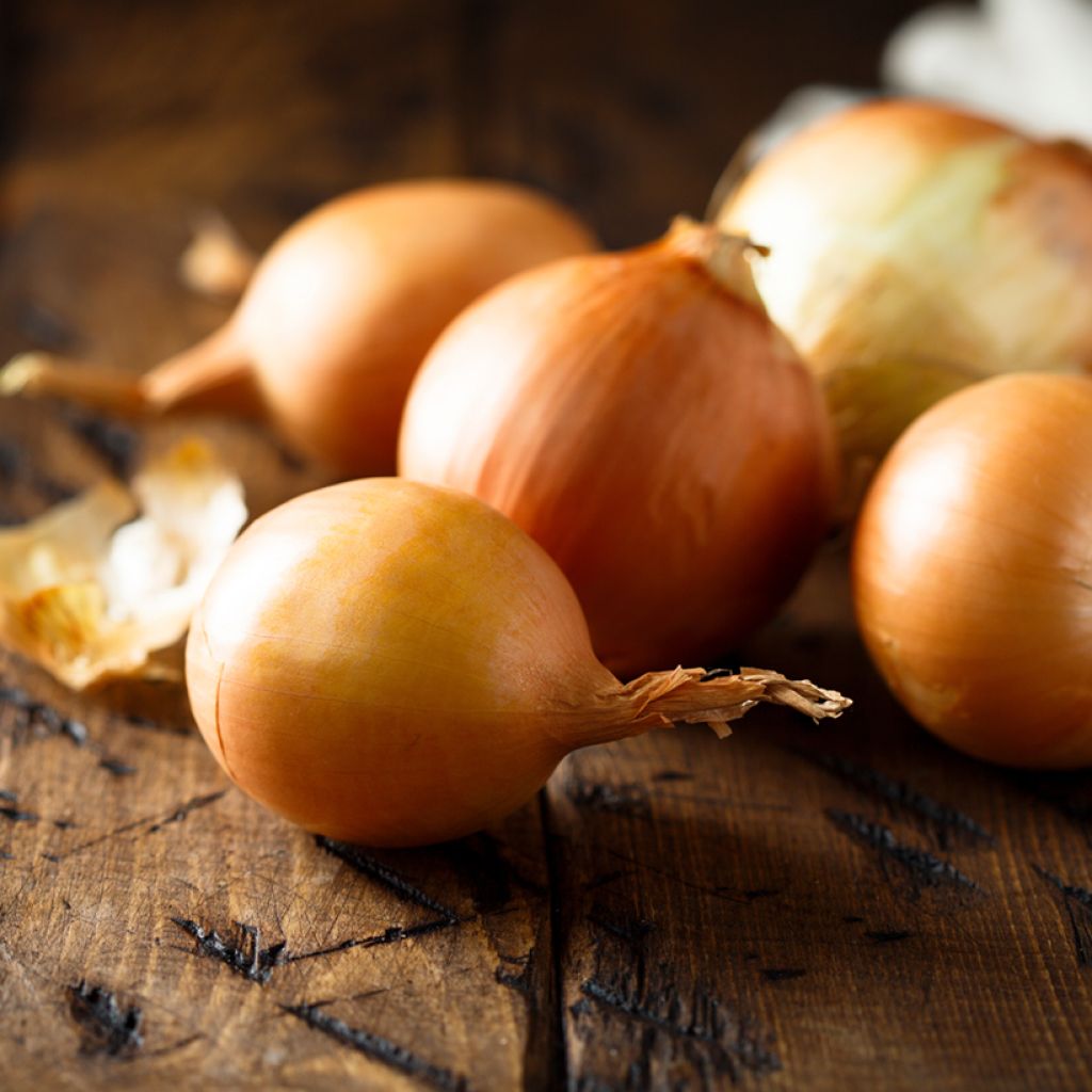 Cipolla gialla Oignon Jaune de Mulhouse