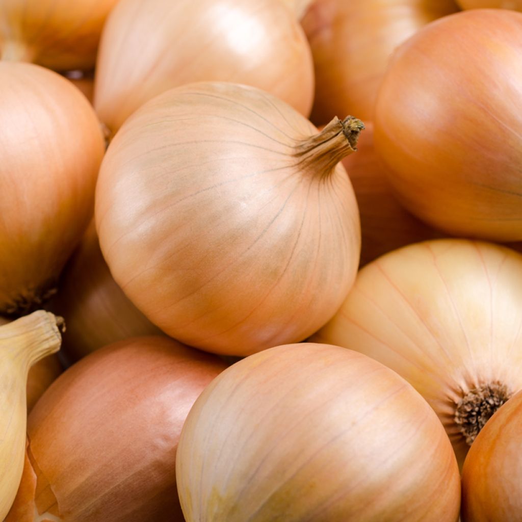 Cipolla Supasweet