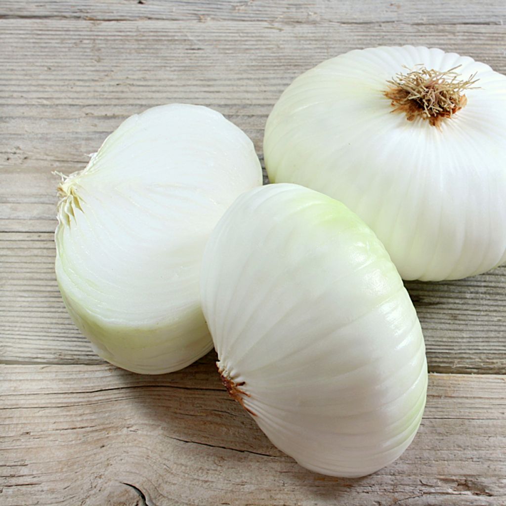 Cipolla bianca Prompto F1