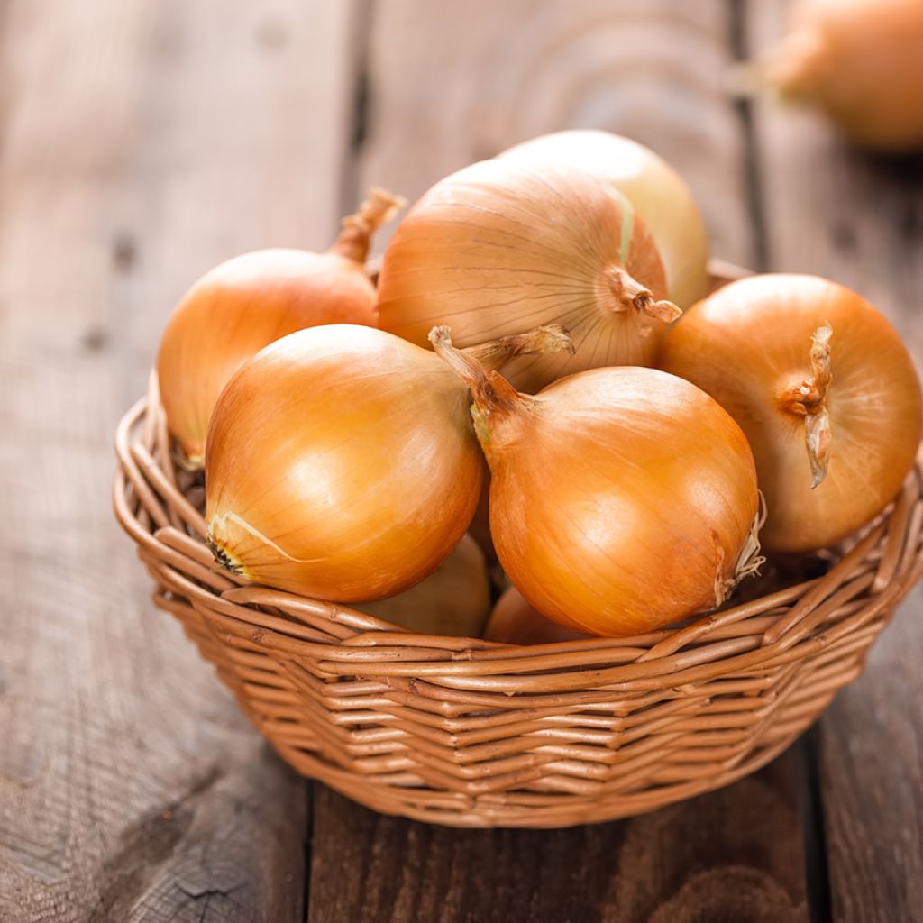 Cipolla gialla Ramata di Milano