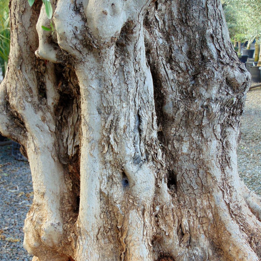 Olea europaea (alberello) - Olivo