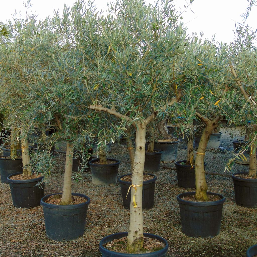 Olea europaea (alberello) - Olivo