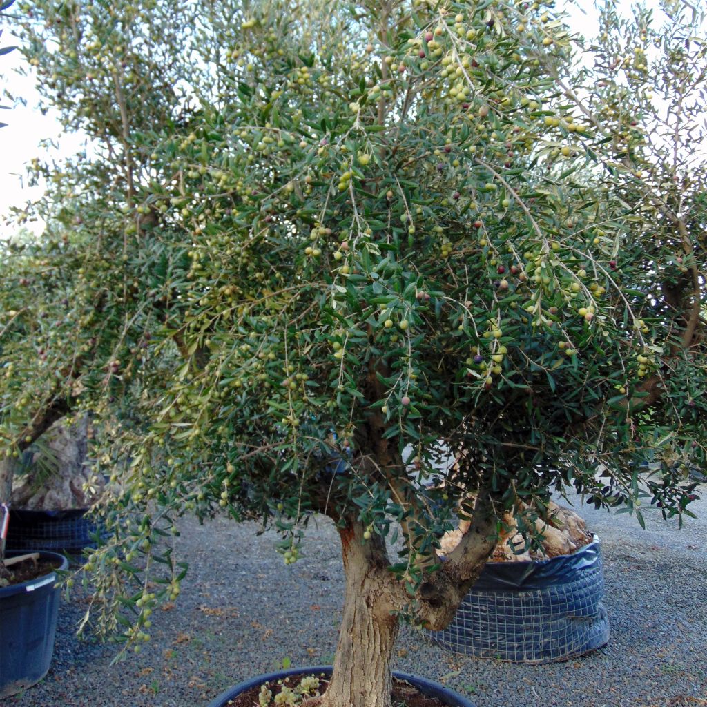 Olea europaea (alberello) - Olivo