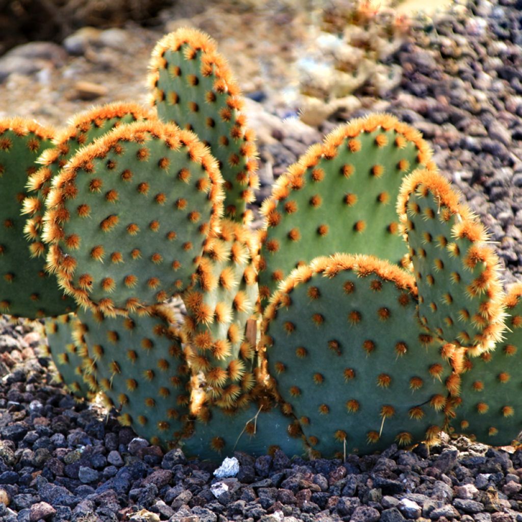 Opuntia aciculata - Fico d' India