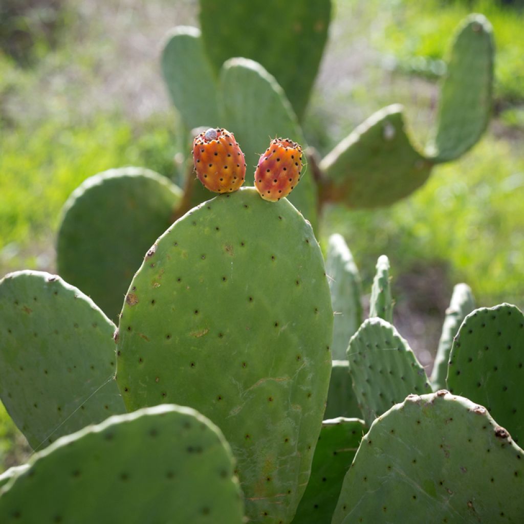Opuntia aciculata - Fico d' India