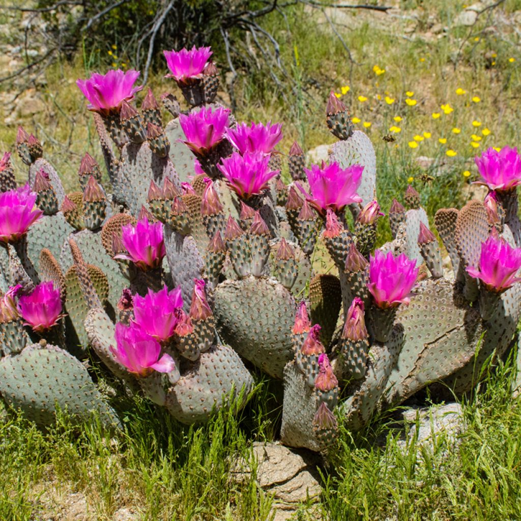 Opuntia basilaris - Cactus