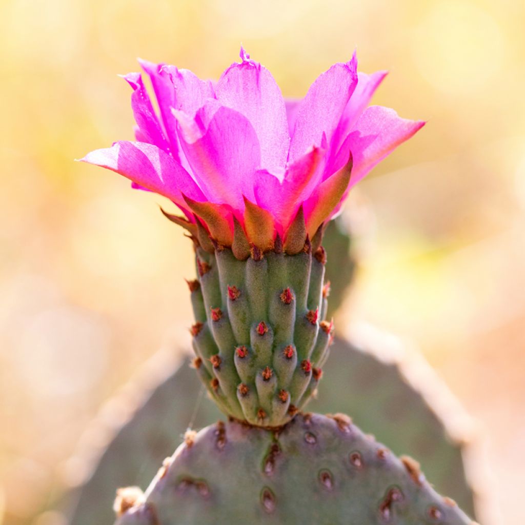 Opuntia basilaris - Cactus