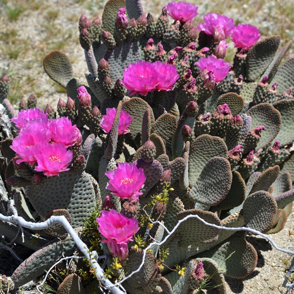 Opuntia basilaris - Cactus
