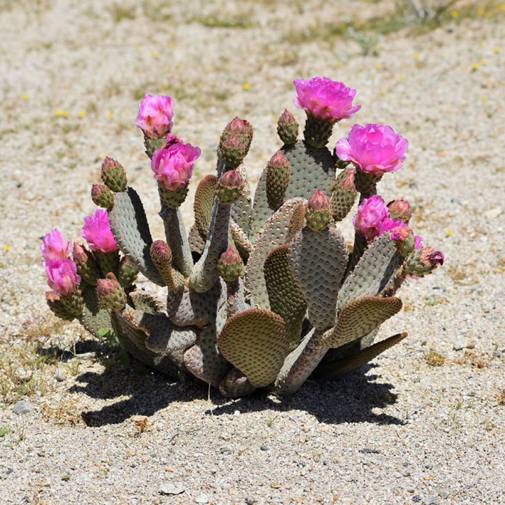 Opuntia basilaris - Cactus