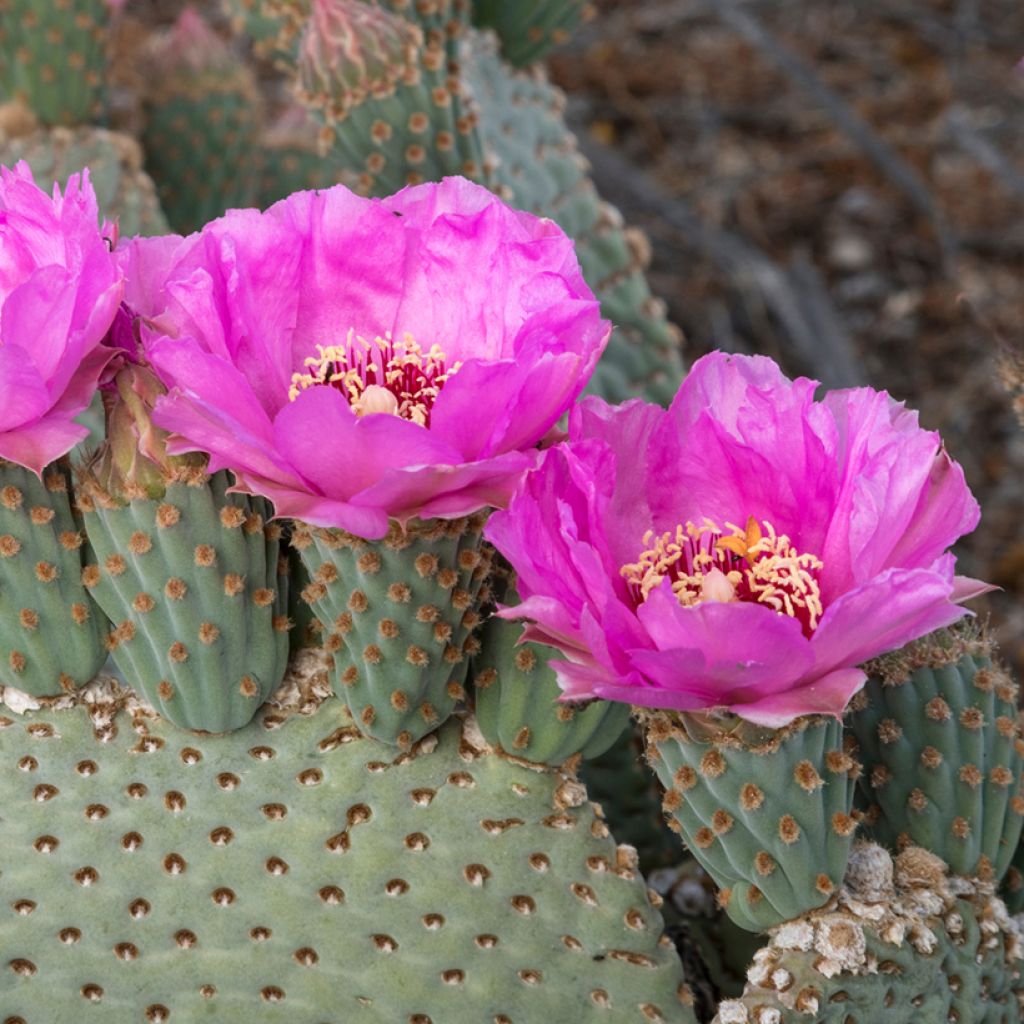 Opuntia basilaris - Cactus