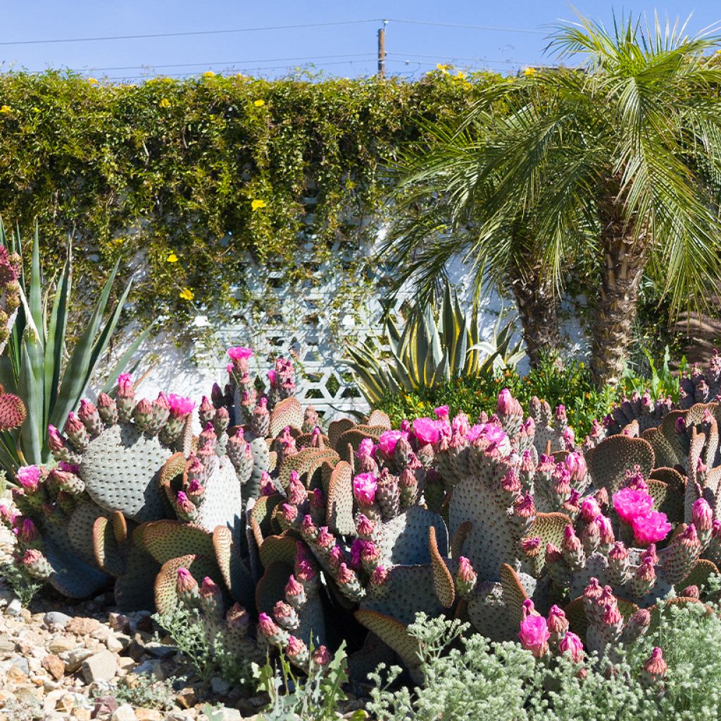 Opuntia basilaris - Cactus