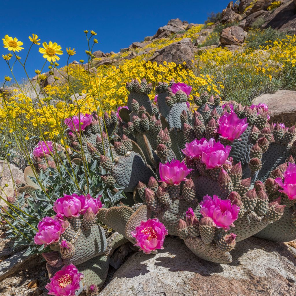 Opuntia basilaris - Cactus