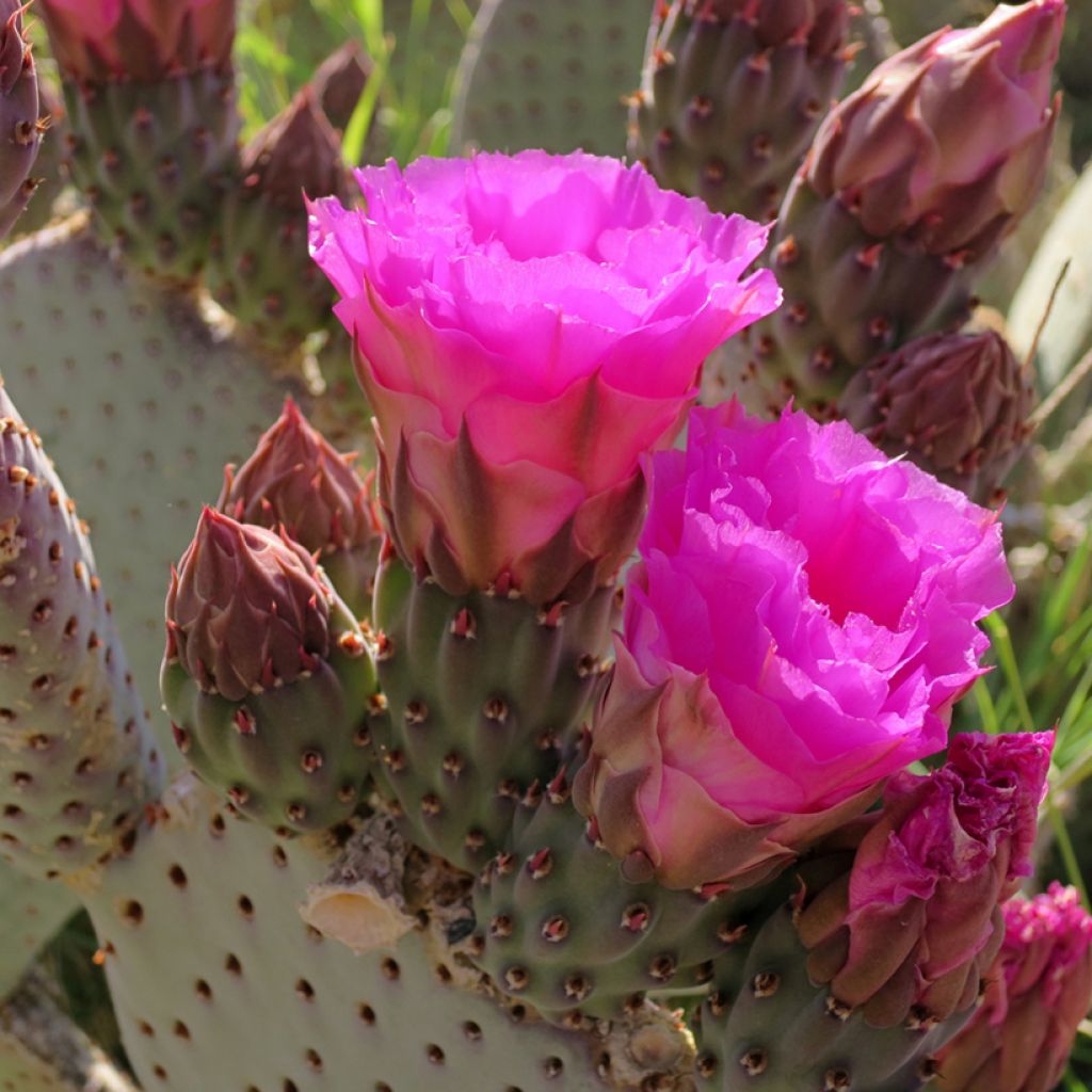 Opuntia basilaris - Cactus