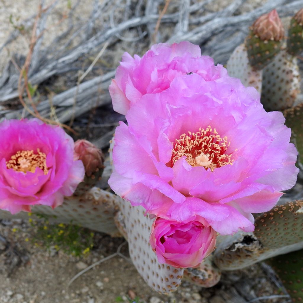 Opuntia basilaris - Cactus