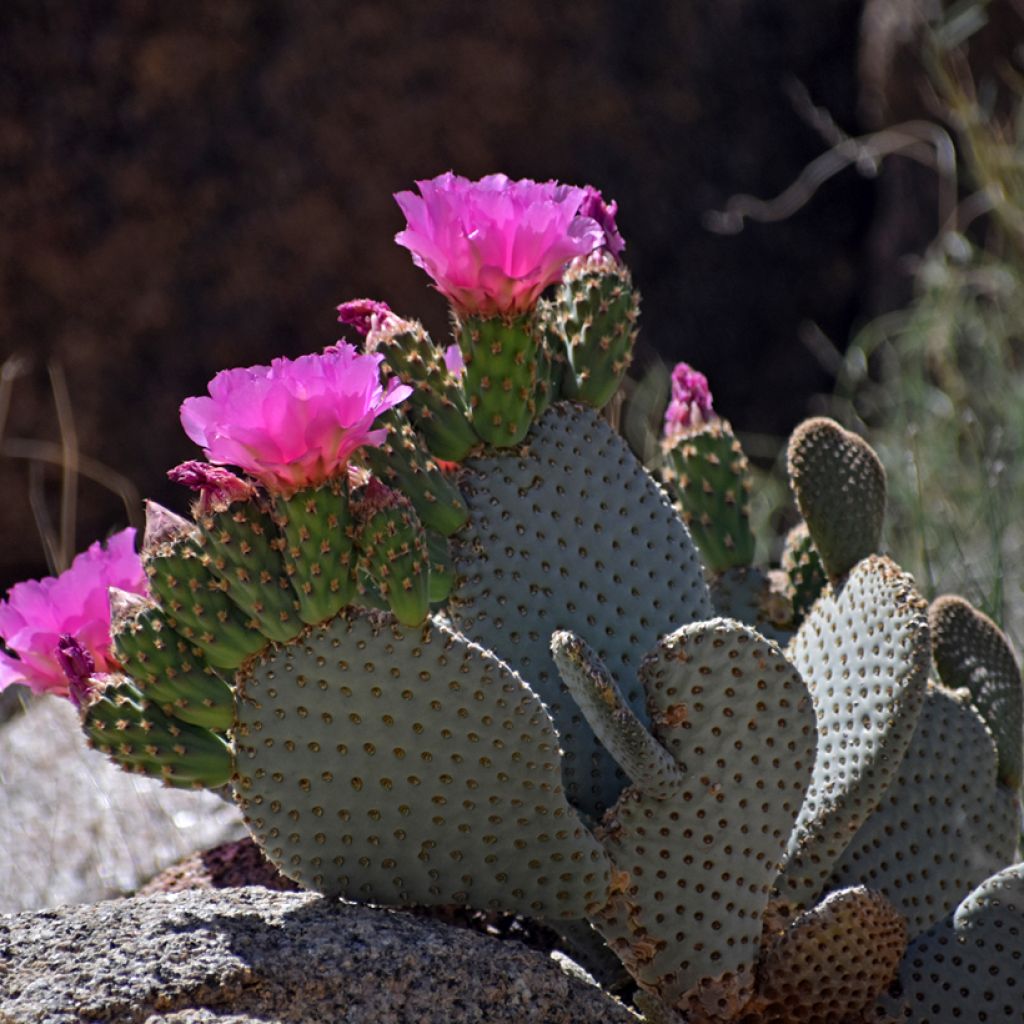 Opuntia basilaris - Cactus