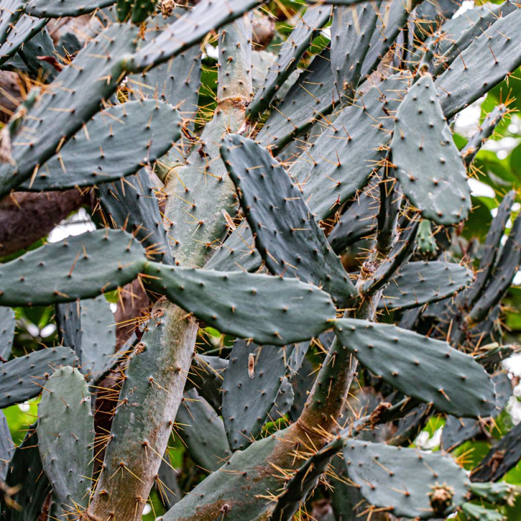 Opuntia bergeriana - Cactus