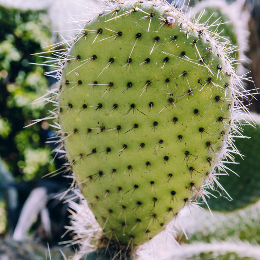 Opuntia bergeriana - Cactus