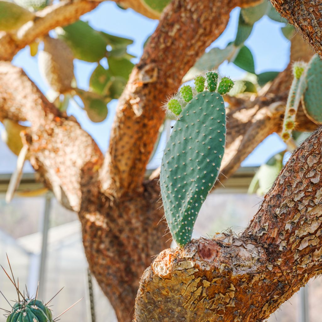 Opuntia leucotricha - Fico d' India