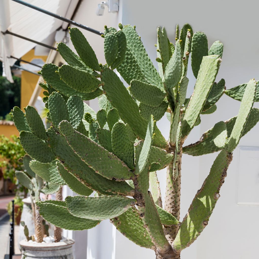 Opuntia leucotricha - Fico d' India