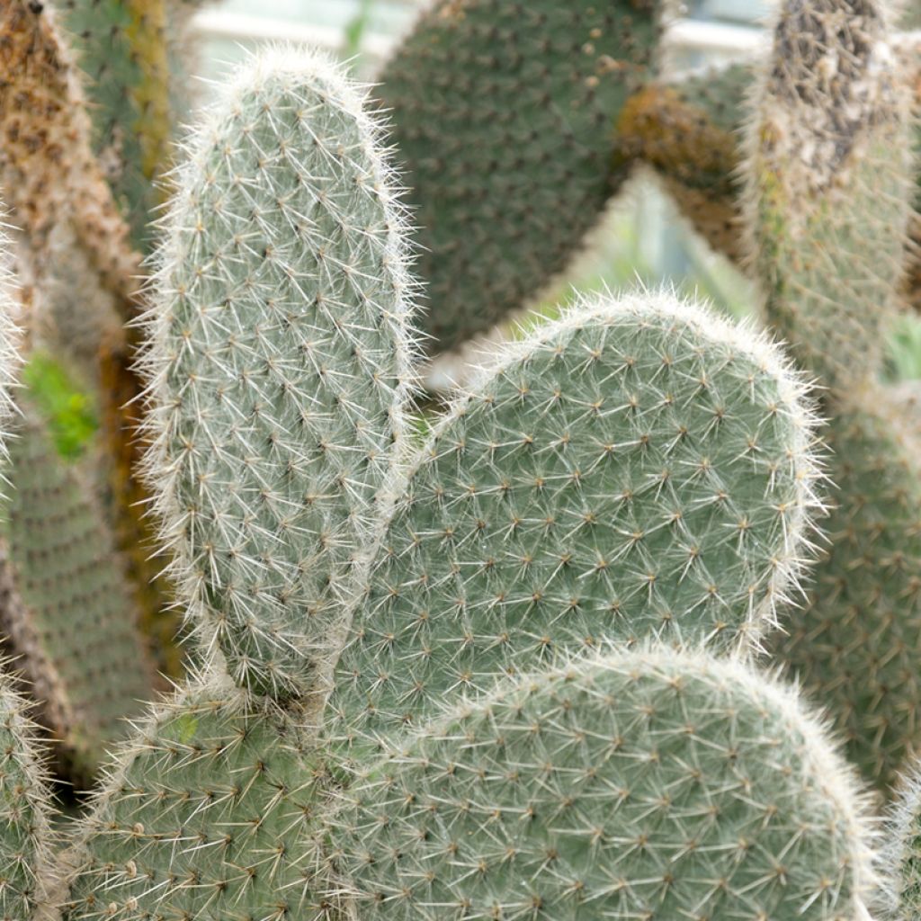 Opuntia leucotricha - Fico d' India