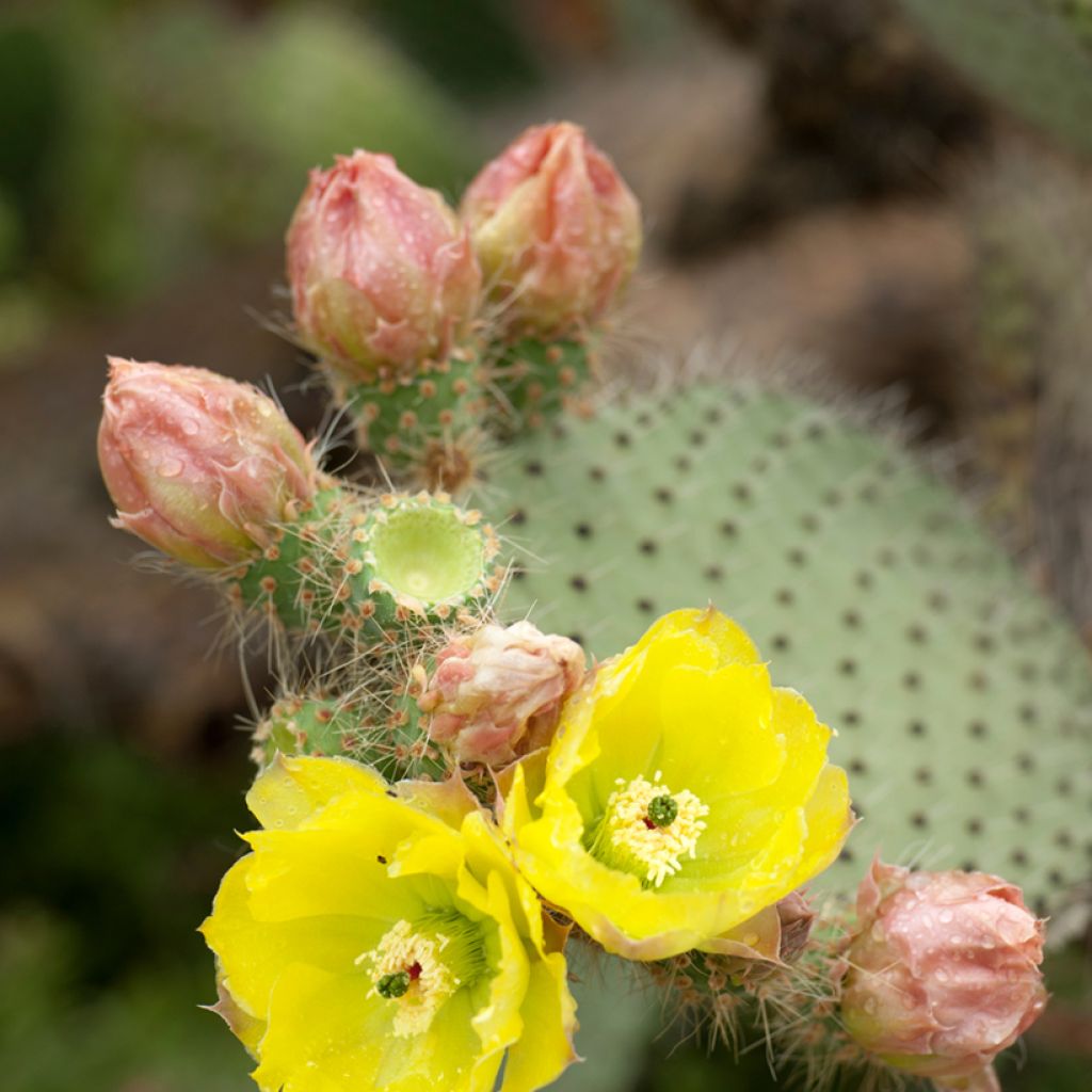 Opuntia leucotricha - Fico d' India