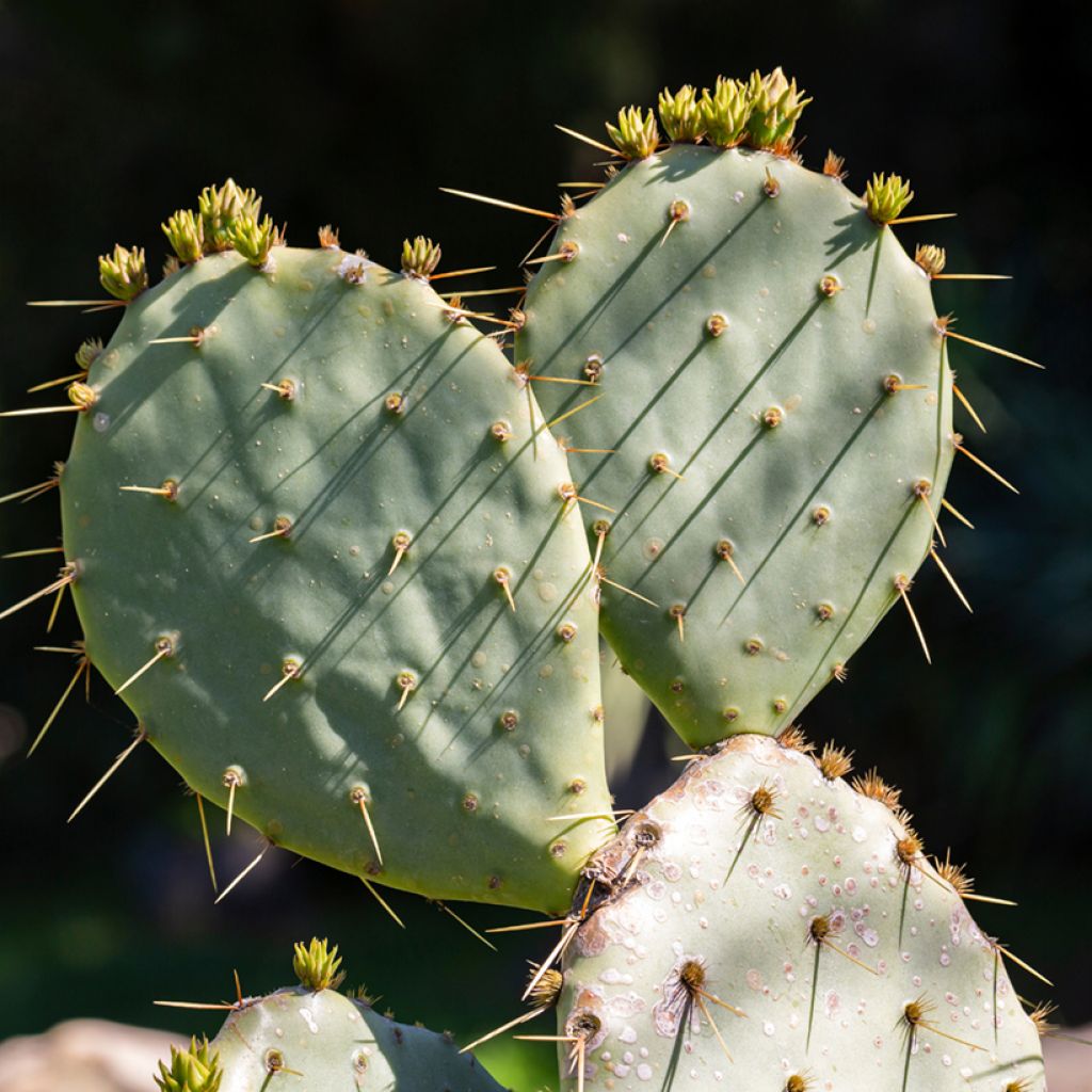 Opuntia leucotricha - Fico d' India