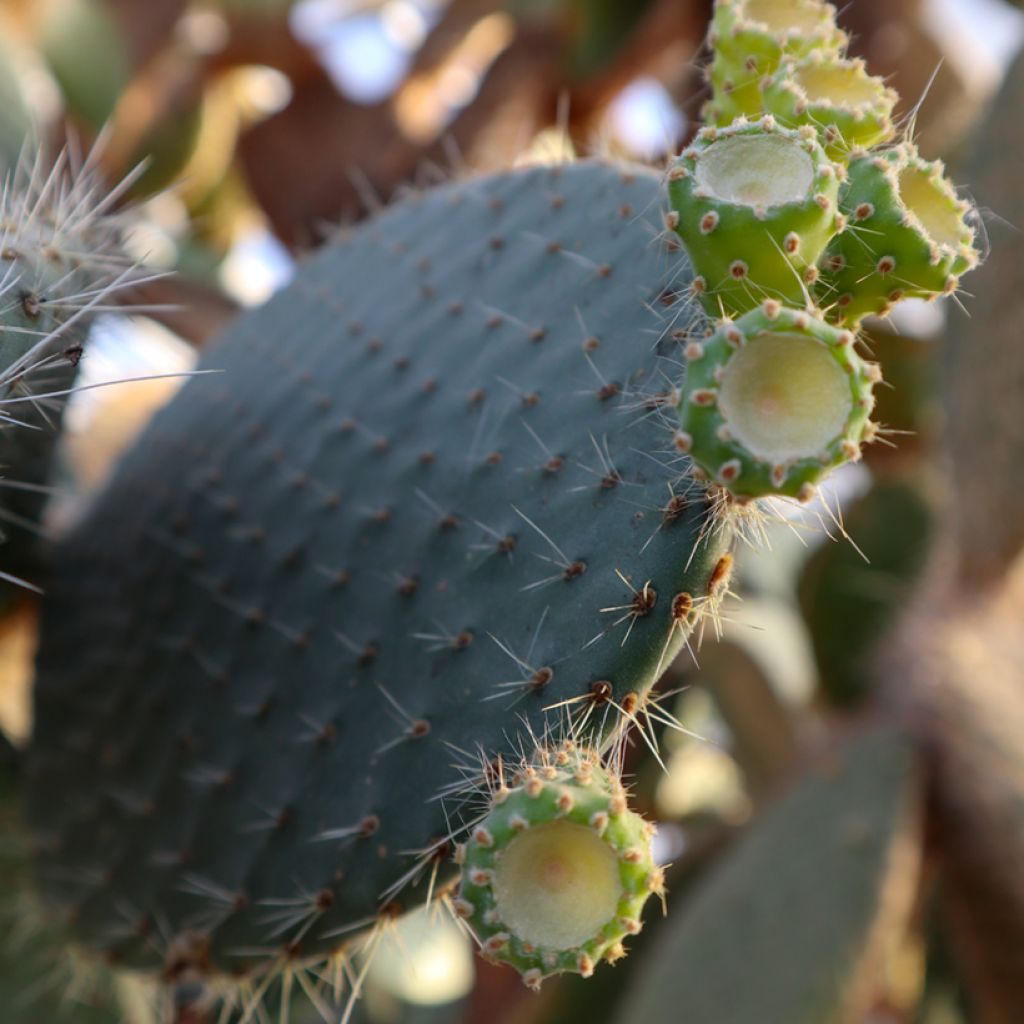 Opuntia leucotricha - Fico d' India