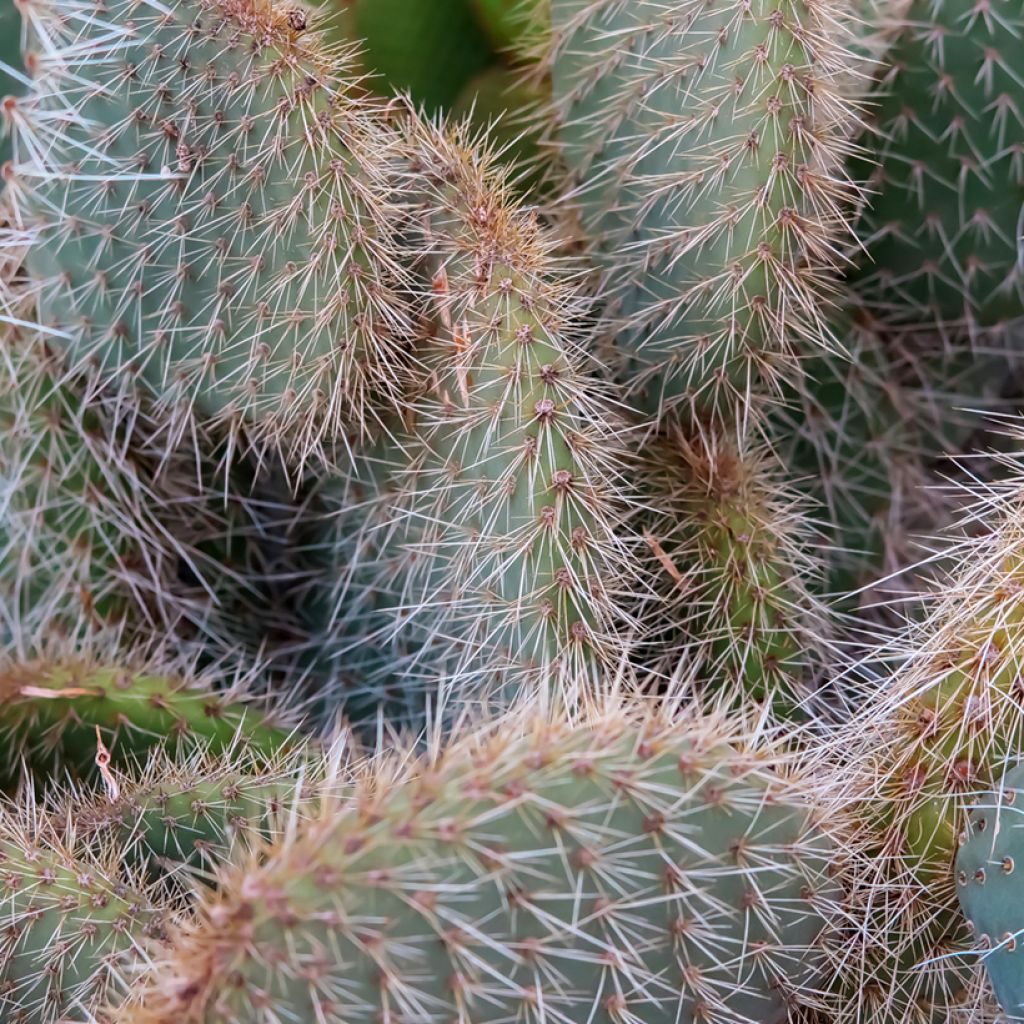 Opuntia leucotricha - Fico d' India