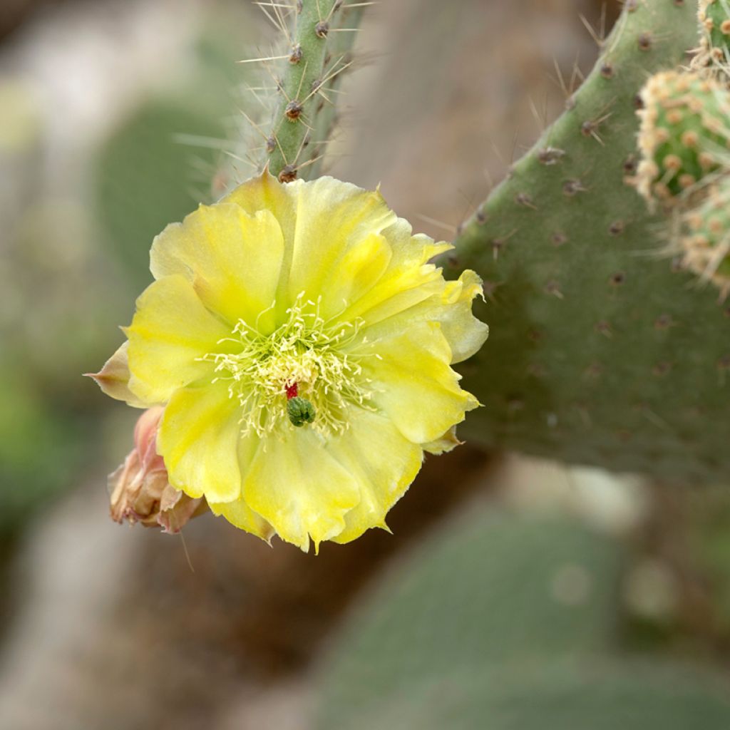 Opuntia leucotricha - Fico d' India