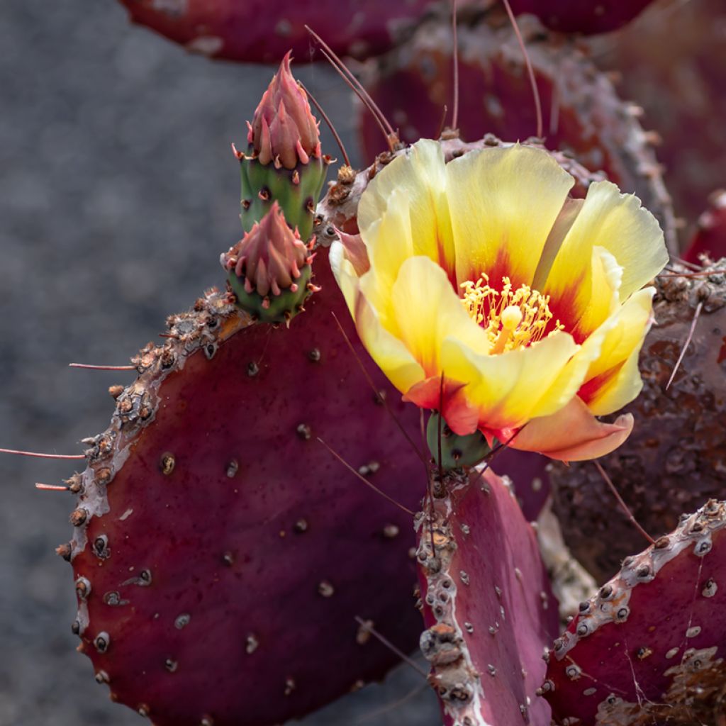 Opuntia macrocentra- Cactus