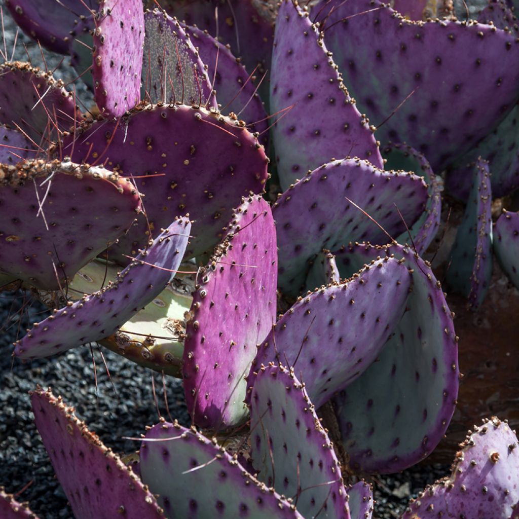 Opuntia macrocentra- Cactus