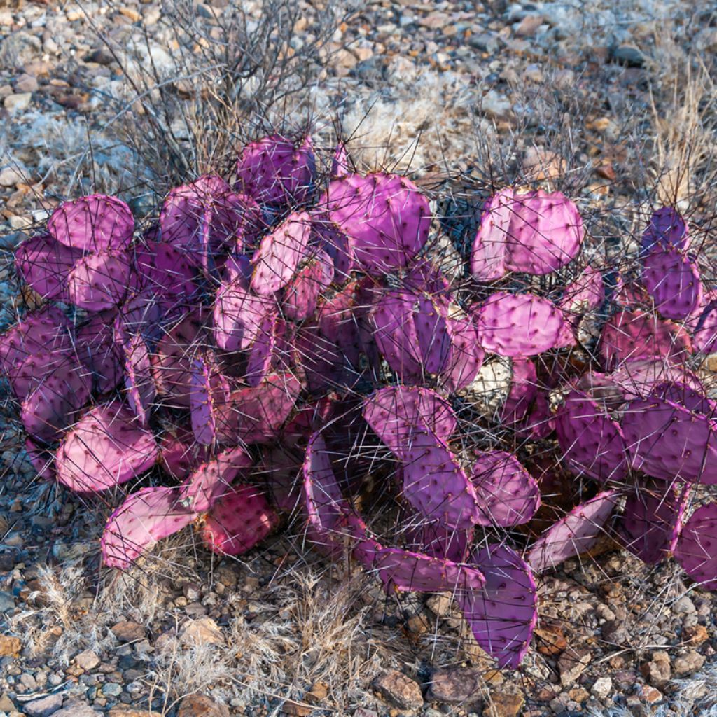 Opuntia macrocentra- Cactus