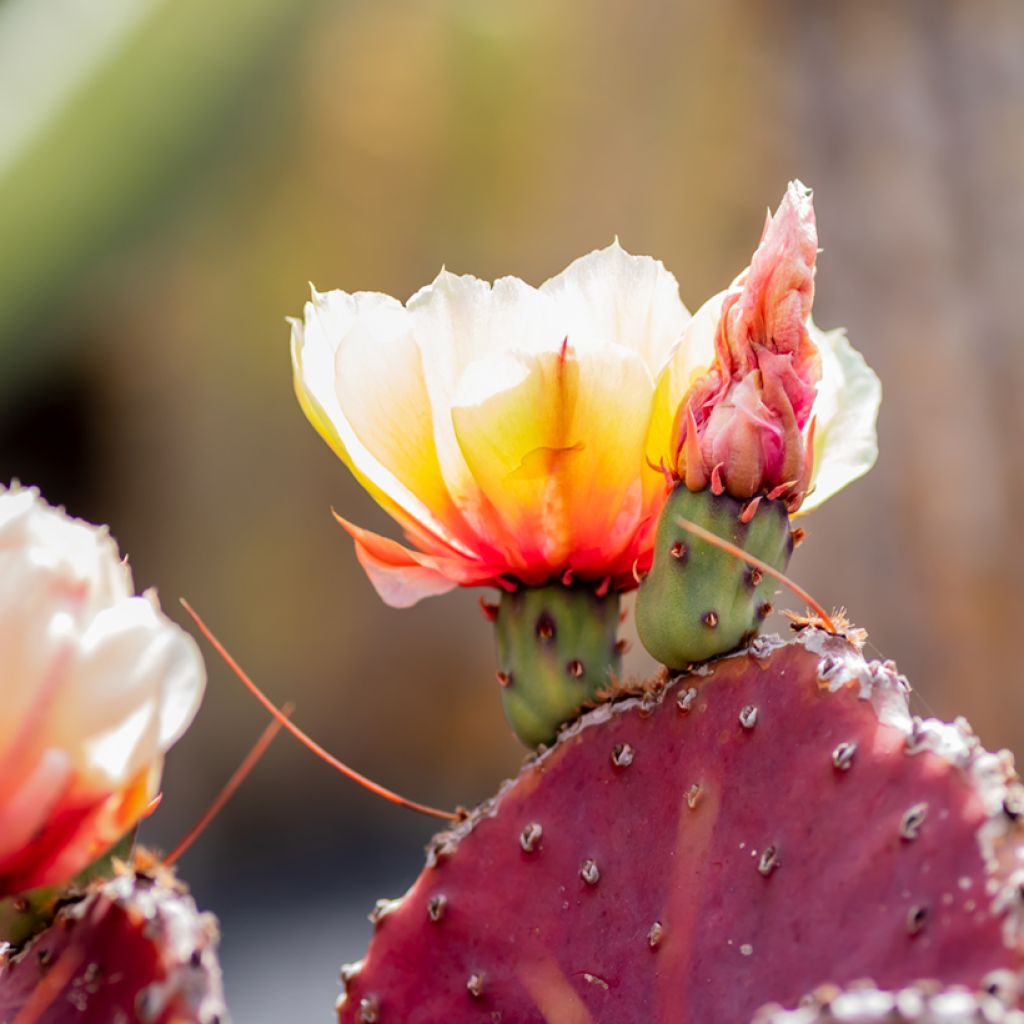 Opuntia macrocentra- Cactus
