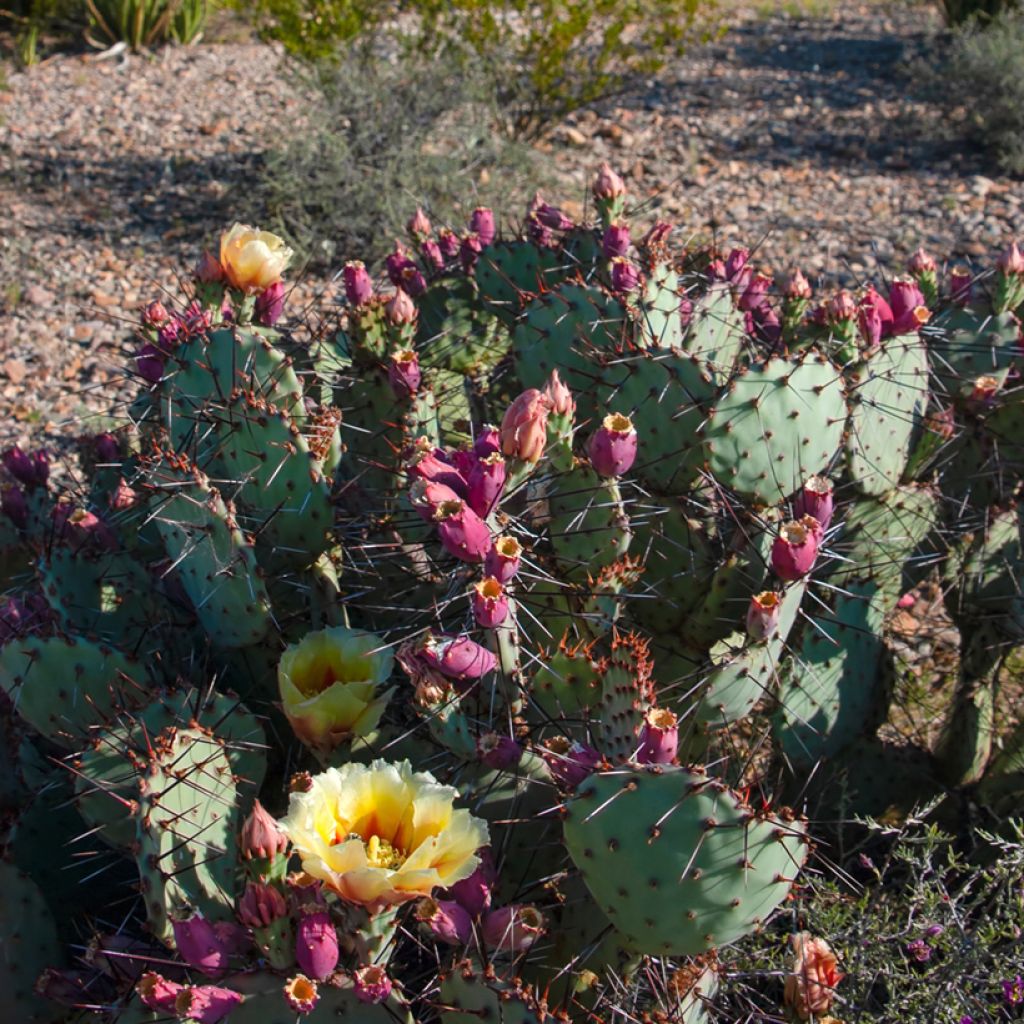 Opuntia macrocentra- Cactus